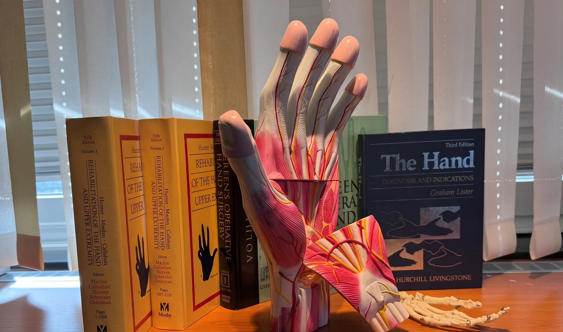 Anatomisches Handmodell mit Fachliteratur