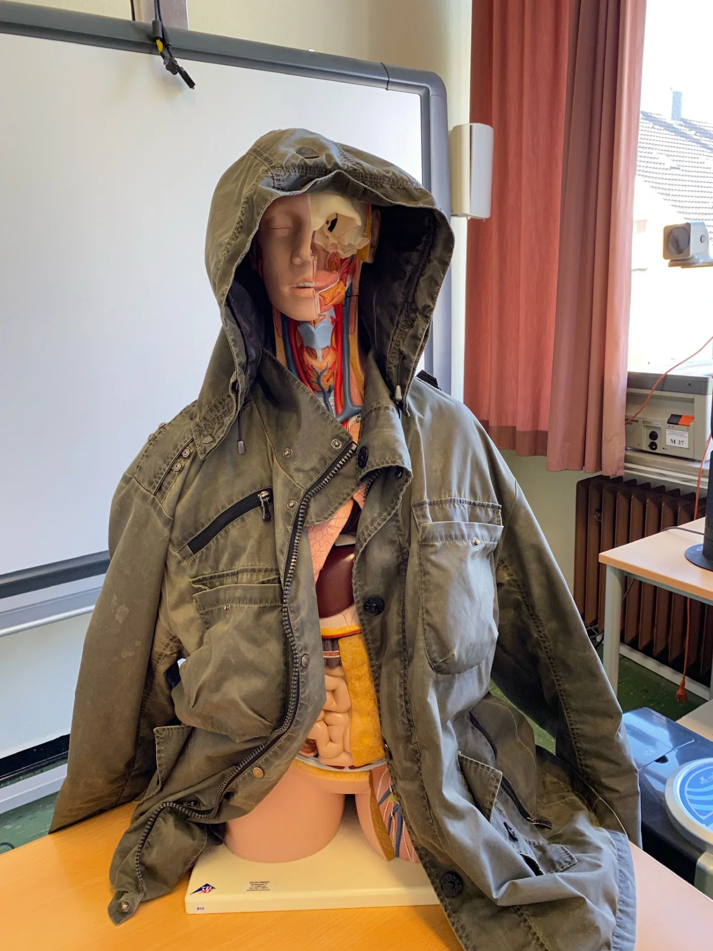 Anatomisches Lehrmodell am Klaus Steilmann Berufskolleg